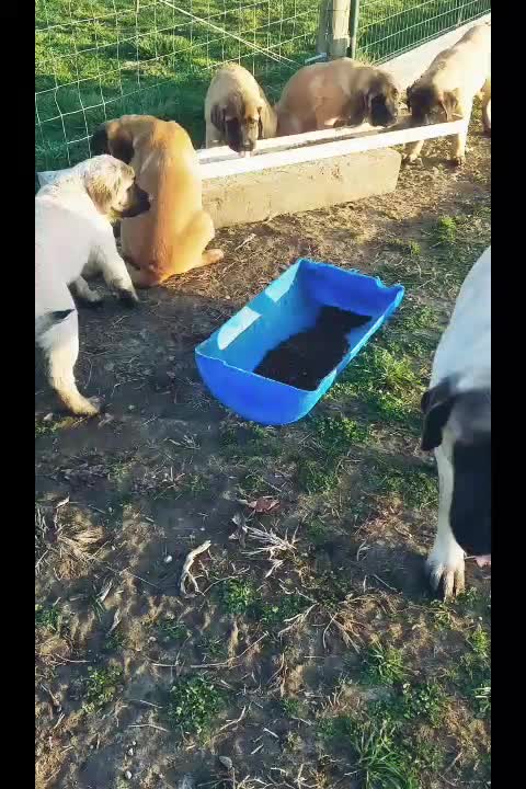 A Mastiff breakfast at Lobb Farms