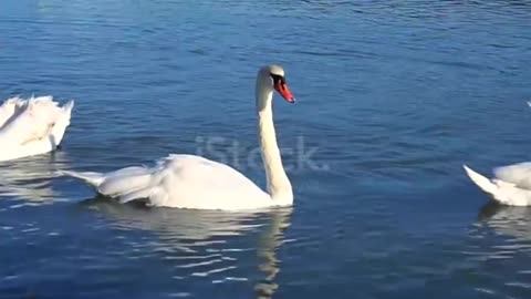 Beautiful and innocent Animals Birds