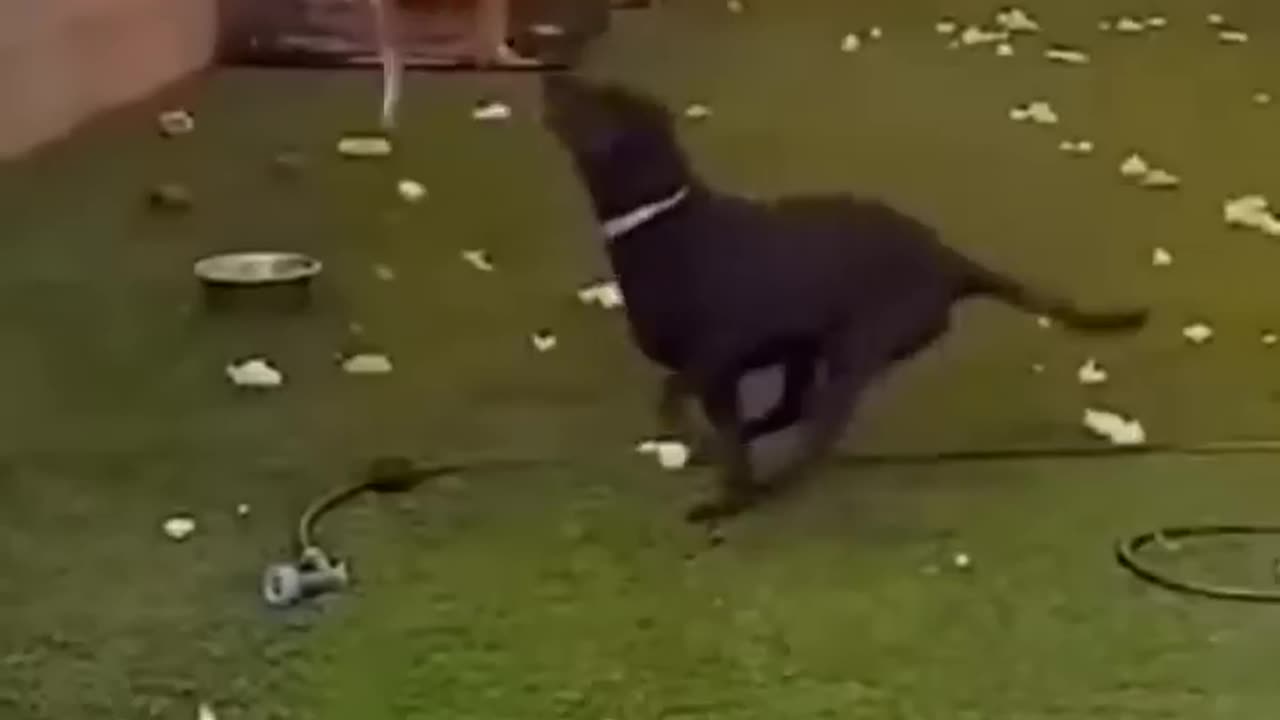 Funny cat video, funniest cute cat video, funny video of cat