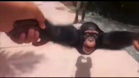 Random Memes 498