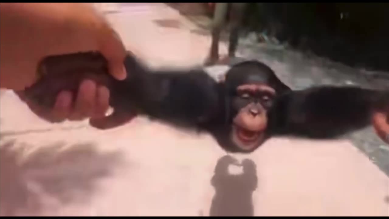 Random Memes 498
