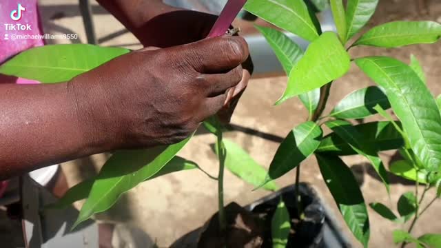 How to Graft Mangoes and Ackee in Jamaica