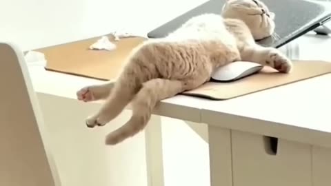 Funny 🤣#animal # sleep # video # funny 😂 animal video