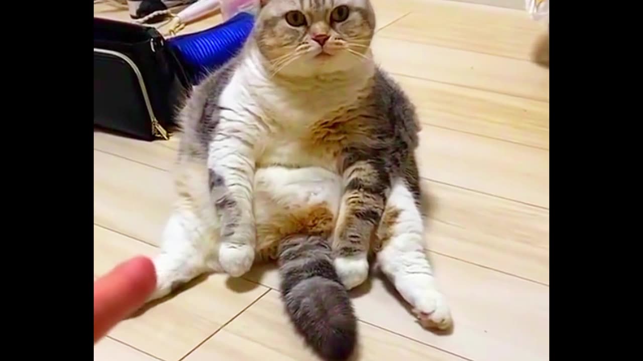 Funny cute cat 😹🤣 Place Follow👇this channel🥰