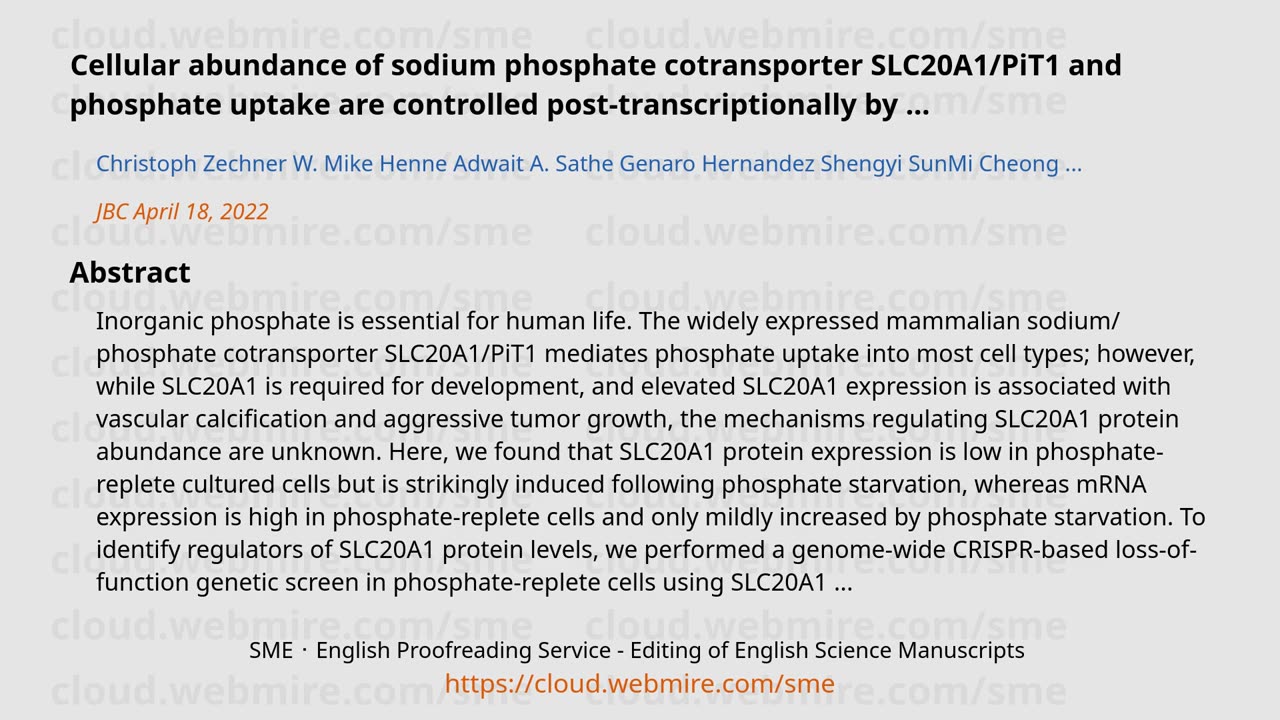 ScioBio ･ Cellular abundance of sodium phosphate cotransporter SLC20A1/PiT1 and phosphate uptake are