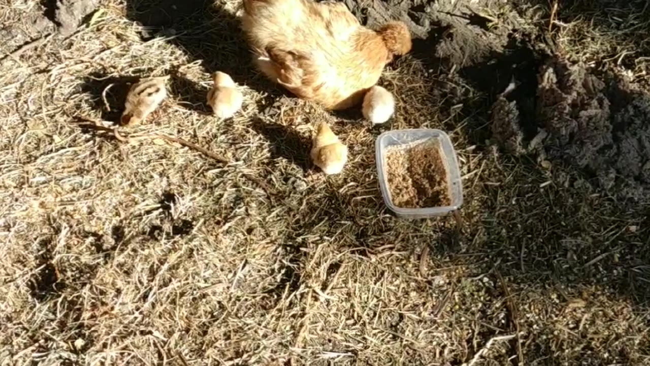 Baby Chicks