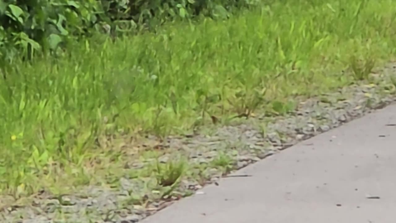 A raven flies in slow motion.