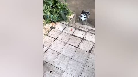 Funniest Animals 2023 Funny Dogs and Cats Videos