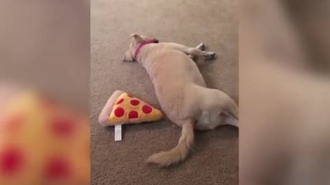 Dog Refuses to Share Toy Pizza