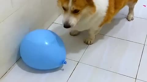 Dog Chases Balloons Like Crazy ! Cutest Thing You'll See Today!