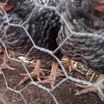 Baby Chicks are a little over a month old