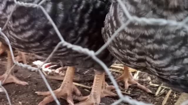 Baby Chicks are a little over a month old