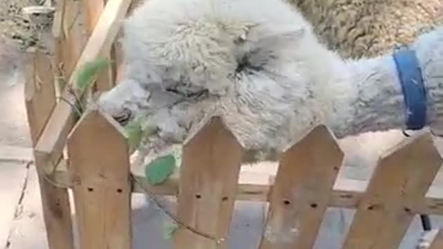 Another cute alpaca