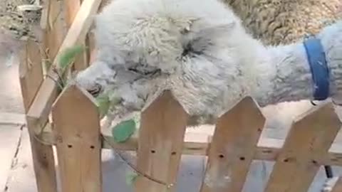 Another cute alpaca