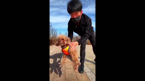 Puppy Play With Mobile