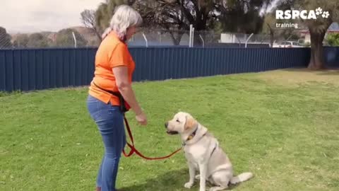 Pet cat sit training video very useful