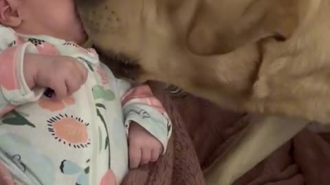 Dogs love with baby