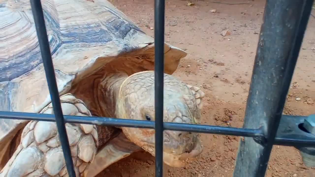 HUGE FAT TORTOISE TRYING TO ESCAPE AFTER TORTOISE STEALS HIS FOOD SPIKE GOES CRAZY-7