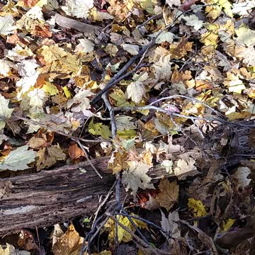 Super hard I spy mushroom hunt