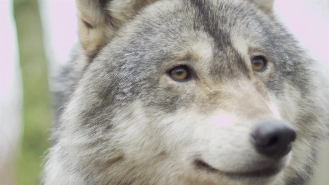 beautiful white wolf in the wood