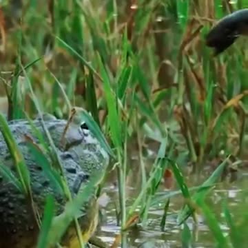 Super fun Bullfrog facts.