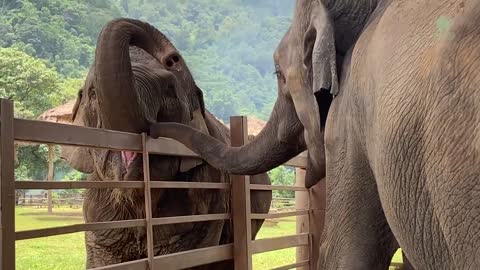 Elephants Run To Greeting The Newly Rescued Baby Elephant "Chaba"