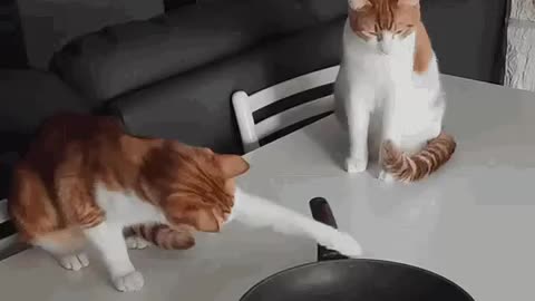 Cute Cat Gif