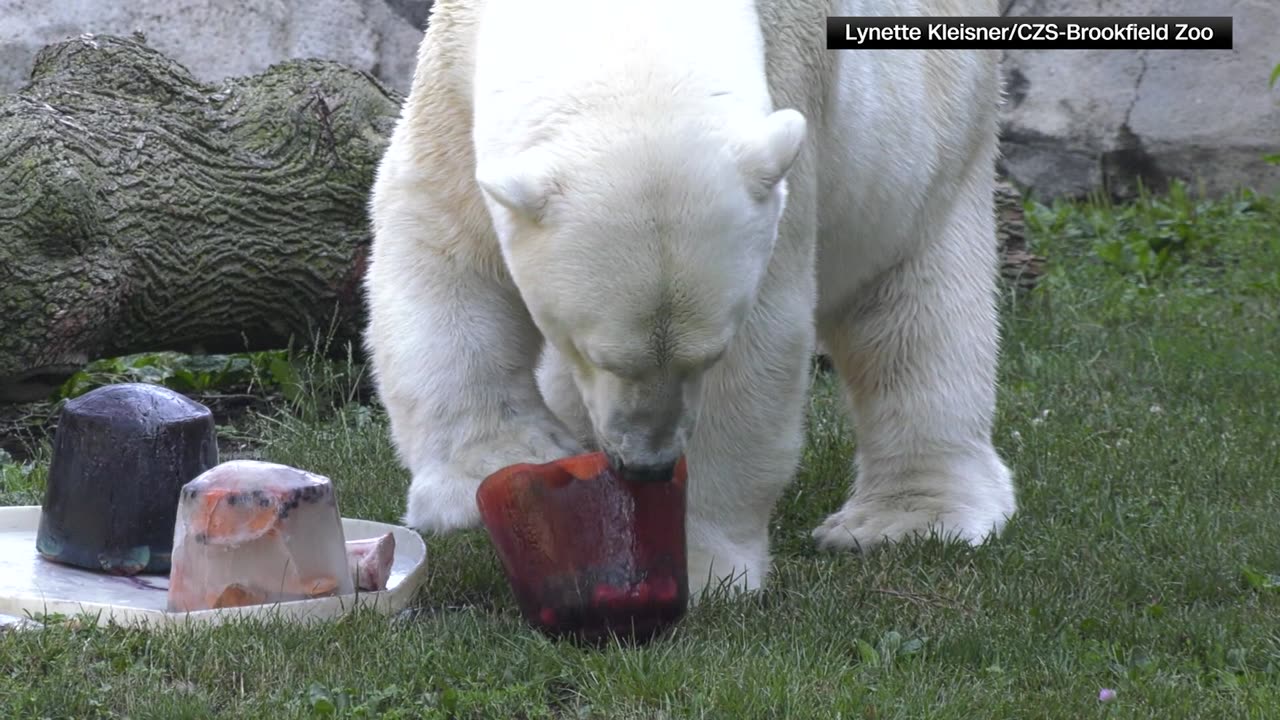 Brookfield Zoo animals enjoy 4th of July themed treats