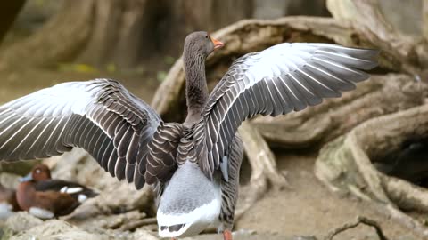 THE Goose Greylag Goose Water Bird Wing Beat Bird