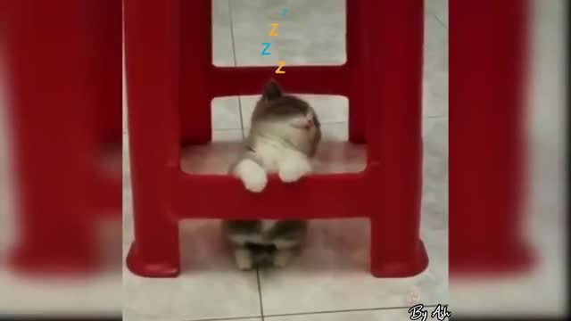 Cute sleeping cat