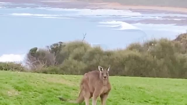Kangaroos in the yard again!