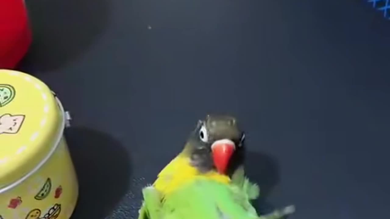 OMG - Cute Tam Parrot 🦜 || wow