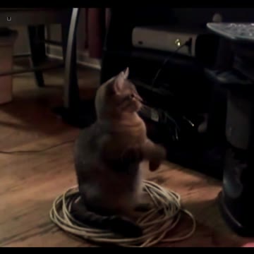 funny cat vs cumputer.