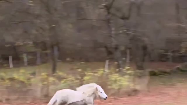 Cool Tiny White Horse, Run in Speed 🐎⚡💨