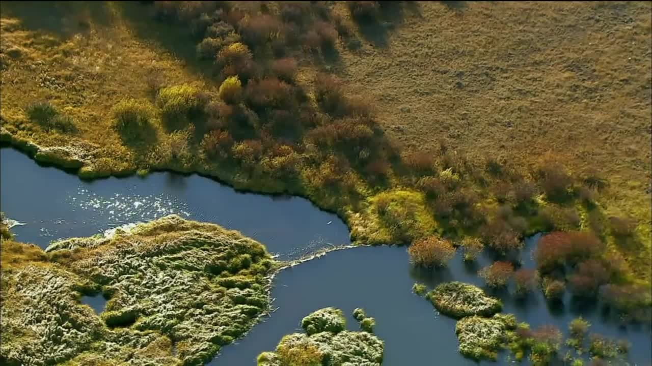 How Do Beavers Build Dams _ Nature on PBS