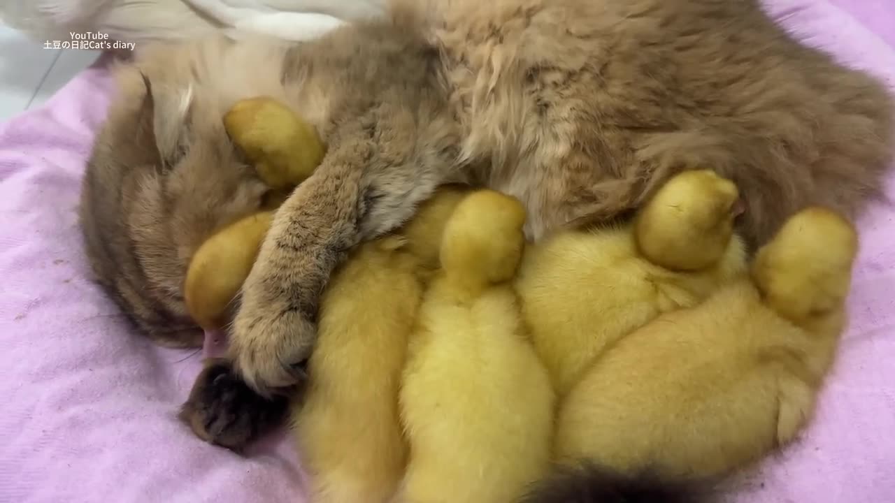 Fantastic animals! The kitten hugs the little duck and sleeps - 2024