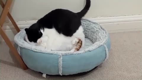 Cats Fight Over Bed Compilation