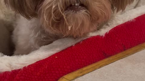 Gigi Shihtzu Eating Play