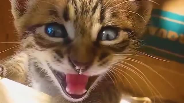 Rowdy Baby CAT and DOG Sing | Aju A'kay