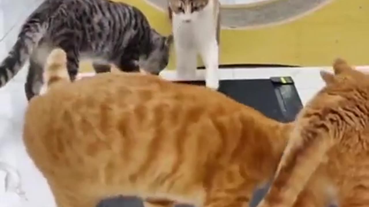 🐱😂 Funny | Hilarious Cats on a Treadmill | FunFM