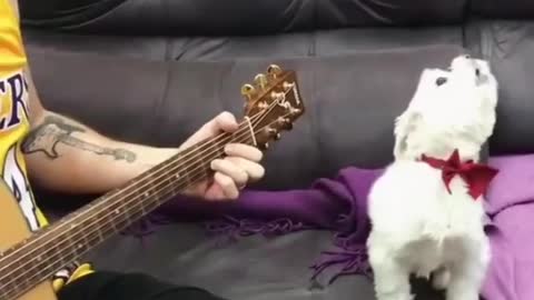 SINGING DOG WITH DADDY THE GUITARIST.mp4