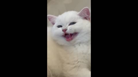 Very Funny Cats Video