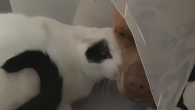 Emotional support kitty
