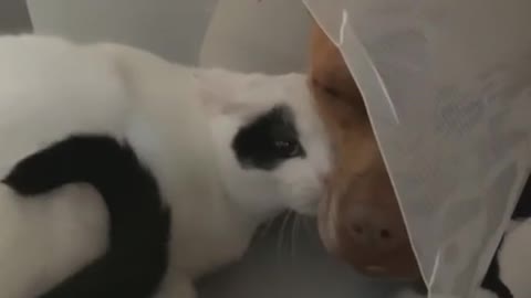Emotional support kitty