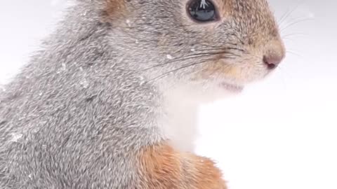 Red Squirrel trying to keep the snow out of its fur, red squirrels shed their coat twice a year.