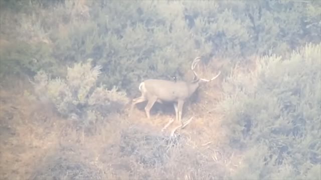 Muzzleloader Mule Deer Hunt