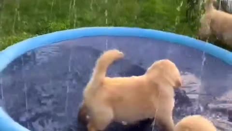 Puppies Play with Sprinkler Pool