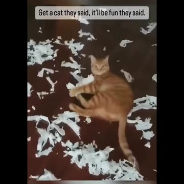 "Purr-fectly Mischievous: When Cats Take Pranks to the Next Level"