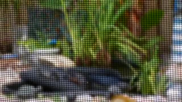 RED EARRED SLIDER AND FLORIDA COOTER UP ON DOCK