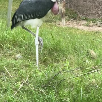 Toronto zoo lonely bird 😊